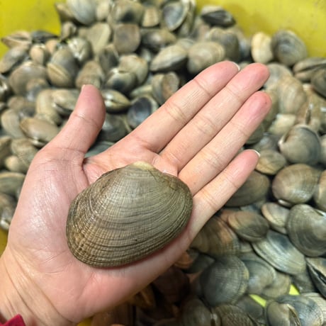 【特大サイズ！贅沢の極み】横綱アサリ500g
