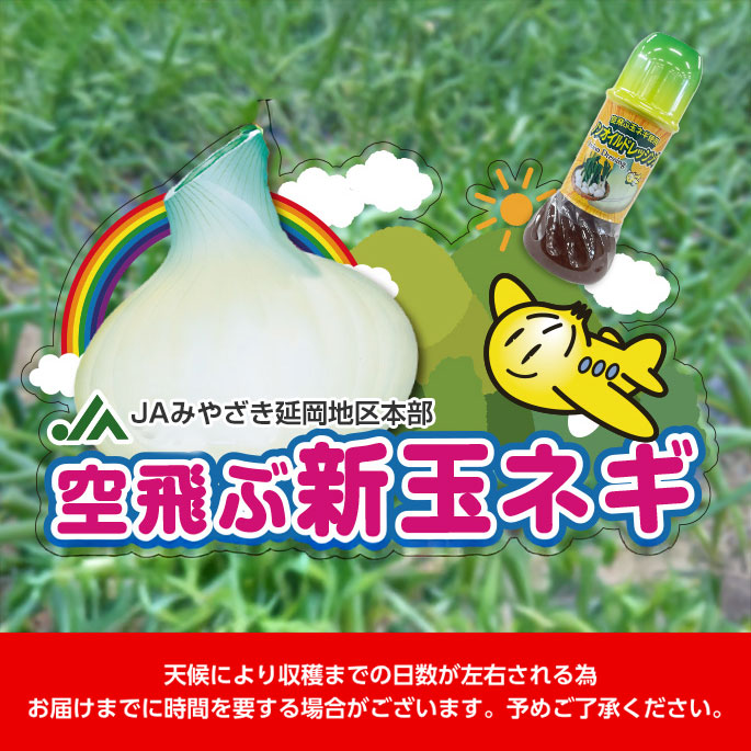 空飛ぶ新玉ネギセット JAみやざき延岡地区本部 玉ネギ部会 | みやざき