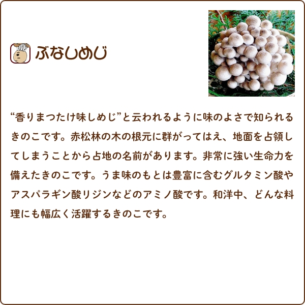 無農薬栽培】綾きのこ豪華セット〈中〉（クール便）しげながきのこ綾