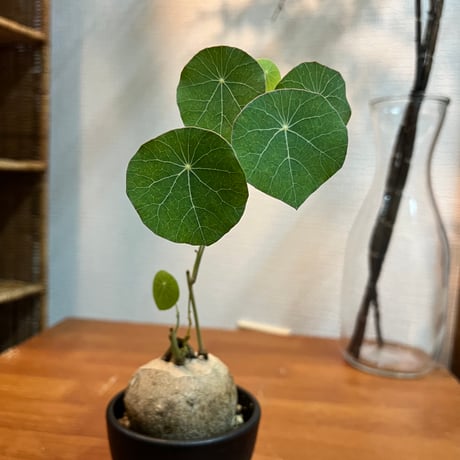 ステファニアエレクタ | STORES