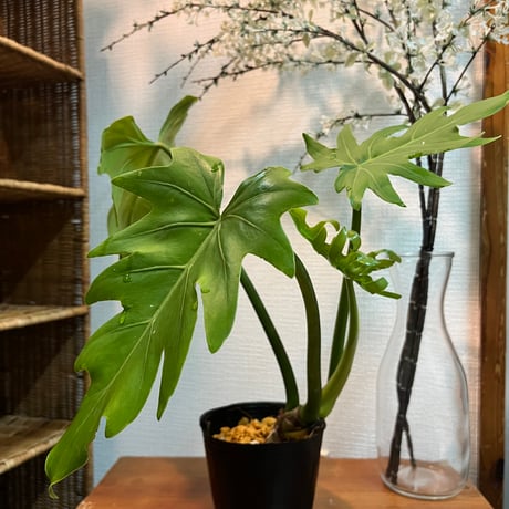 フィロデンドロン | STORES