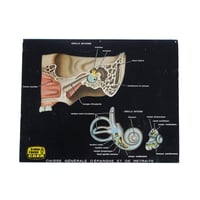 CGER Poster(Ear)