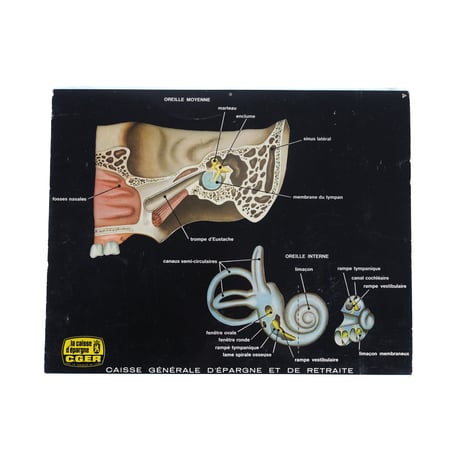 CGER Poster(Ear)