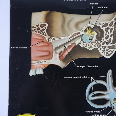 CGER Poster(Ear)