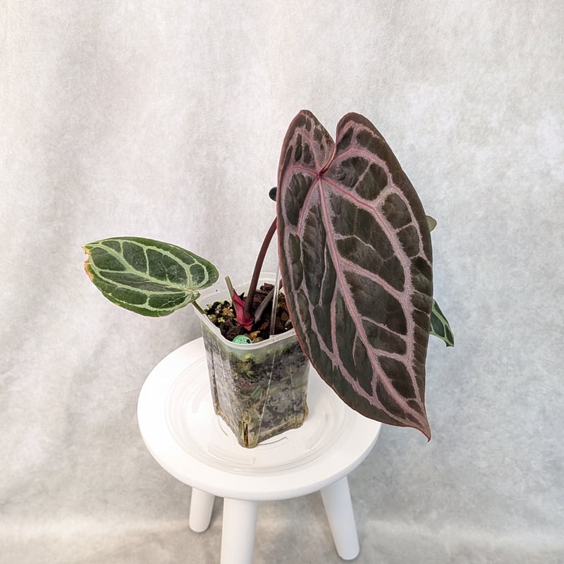 02 King of Spades x Red Crystalinum(KOS x RC)(H