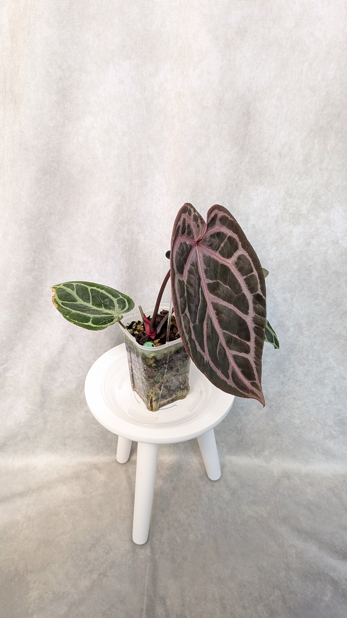 02 King of Spades x Red Crystalinum(KOS x RC)(H