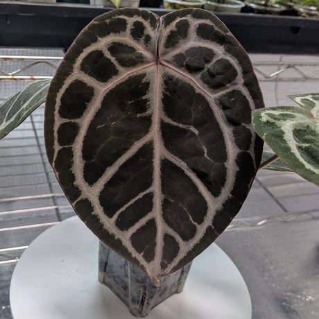 アンスリウム | STORES