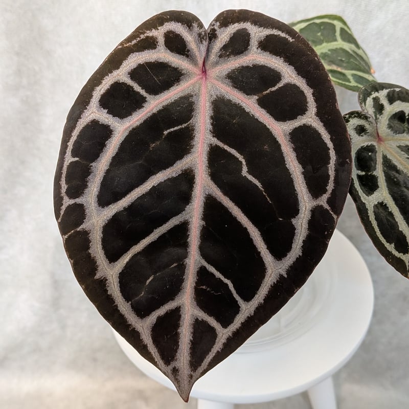 03 King of Spades x Red Crystalinum(KOS x RC)(H