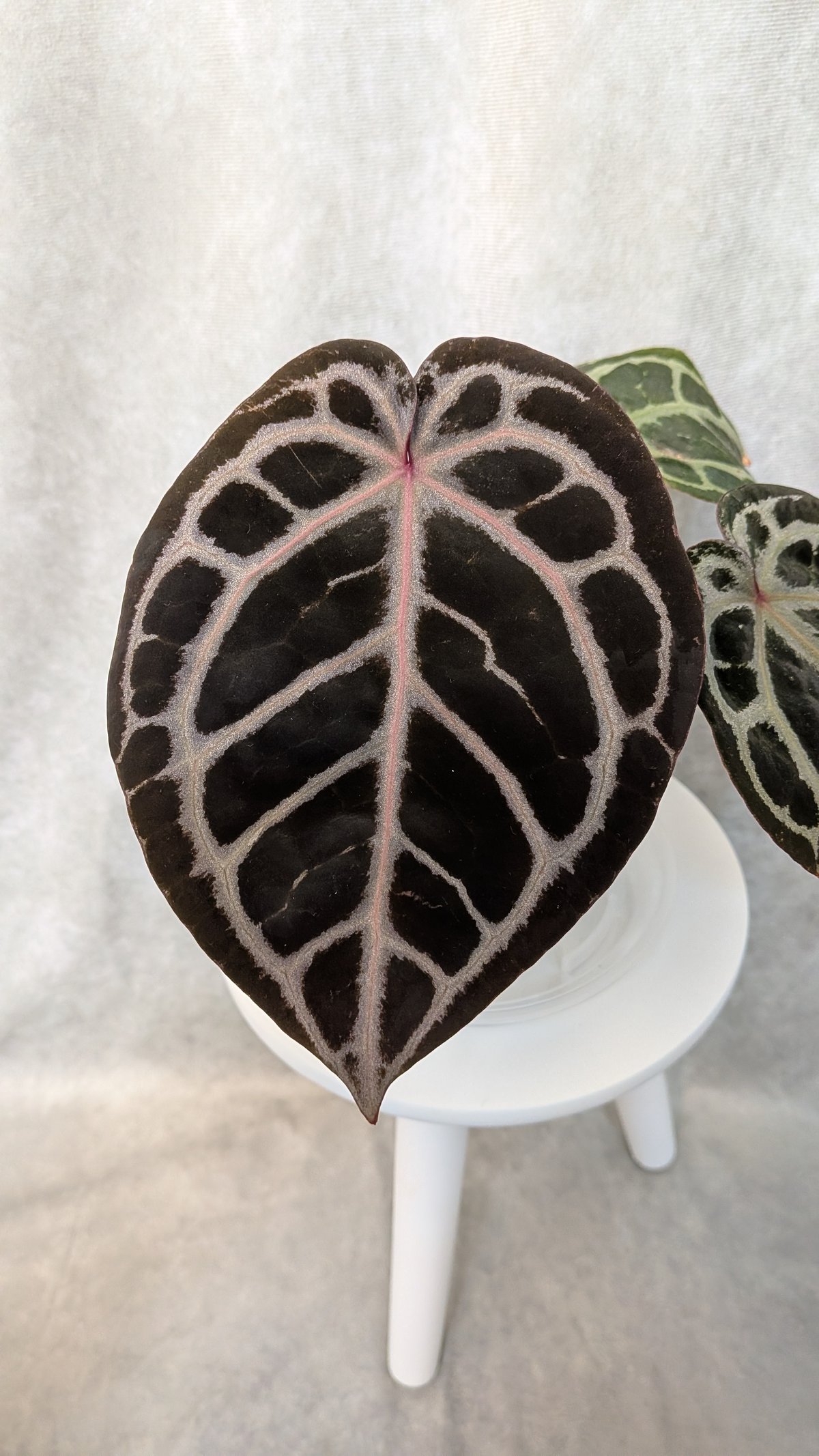 m*o様 アンスリウム King of Spades x Red Crystal K*e様 アンスリウム King of Spades x Red Crystal K*e様 アンスリウム