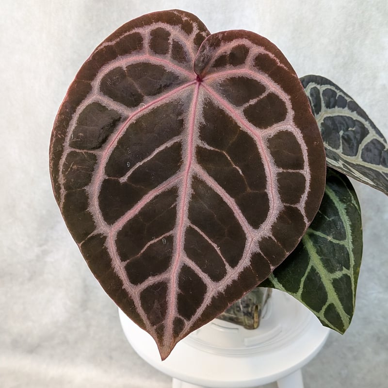 02 King of Spades x Red Crystalinum(KOS x RC)(H