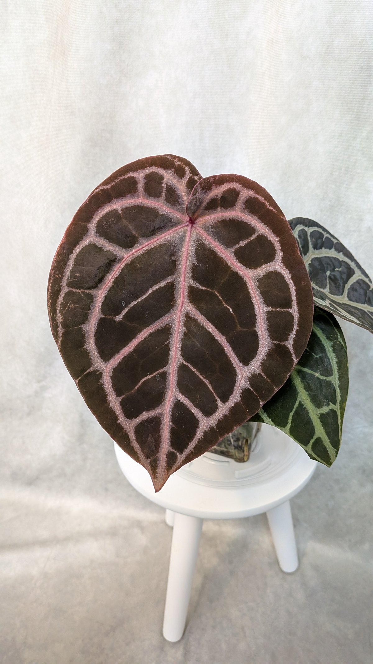 02 King of Spades x Red Crystalinum(KOS x RC)(H