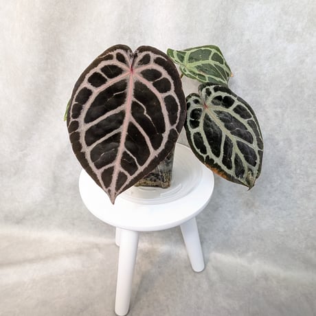 アンスリウム | STORES