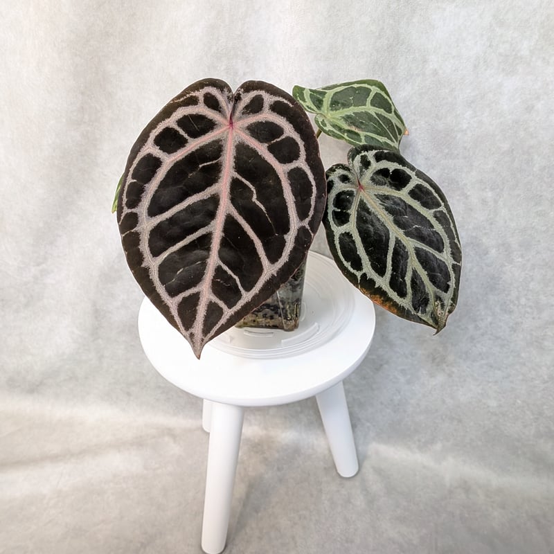 03 King of Spades x Red Crystalinum(KOS x RC)(H