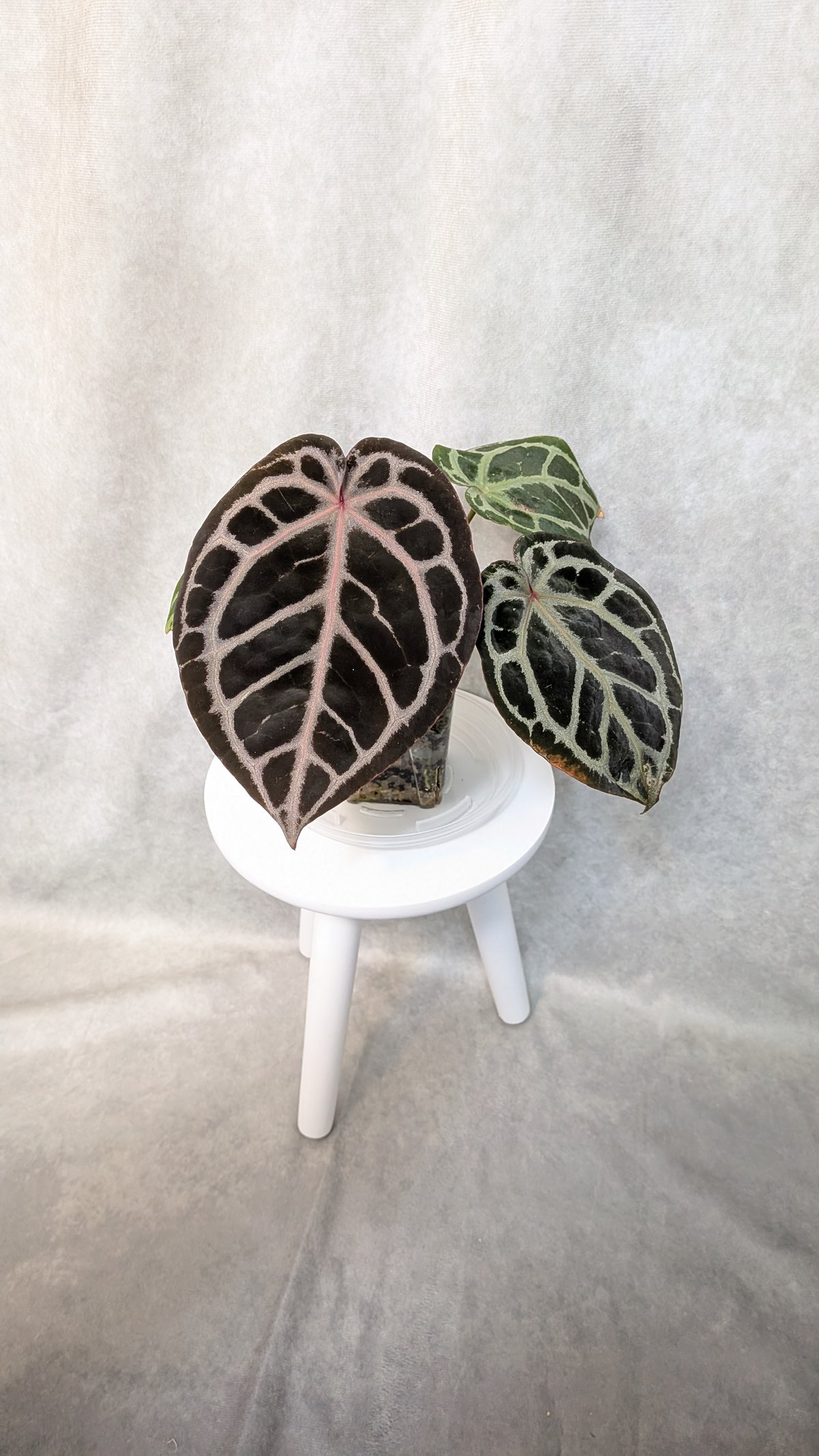 03 King of Spades x Red Crystalinum(KOS x RC)(H