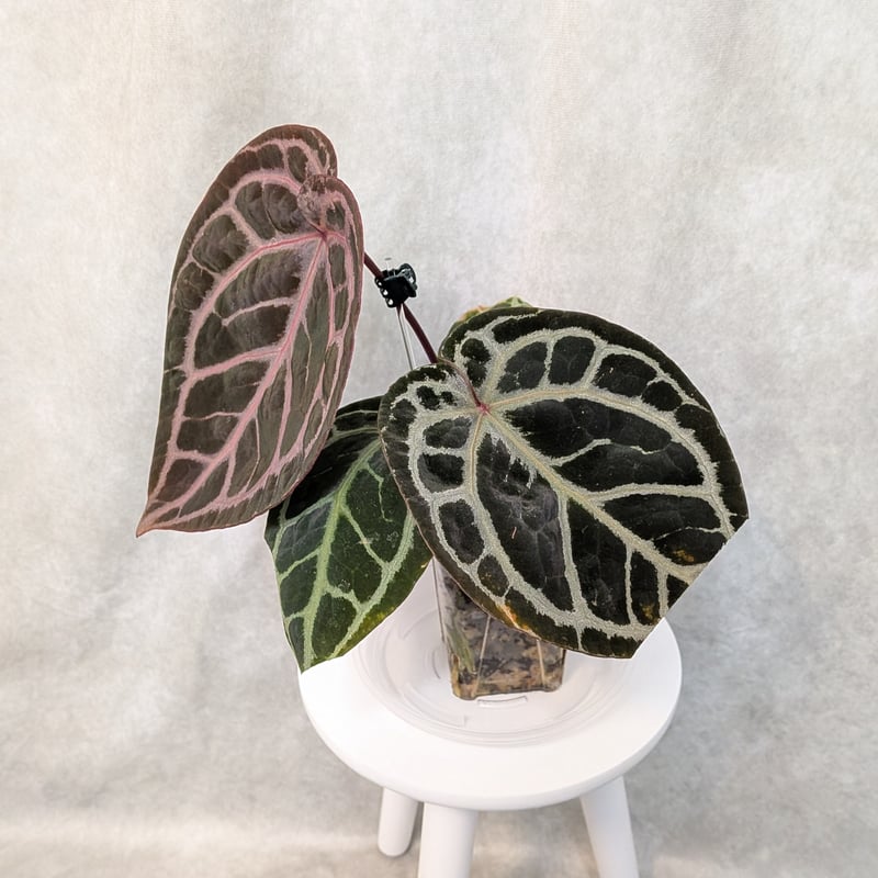 02 King of Spades x Red Crystalinum(KOS x RC)(H