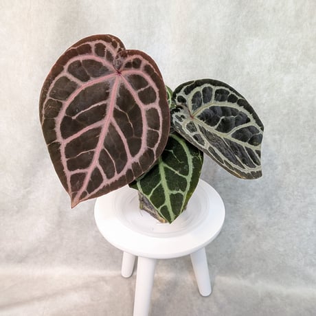 アンスリウム | STORES