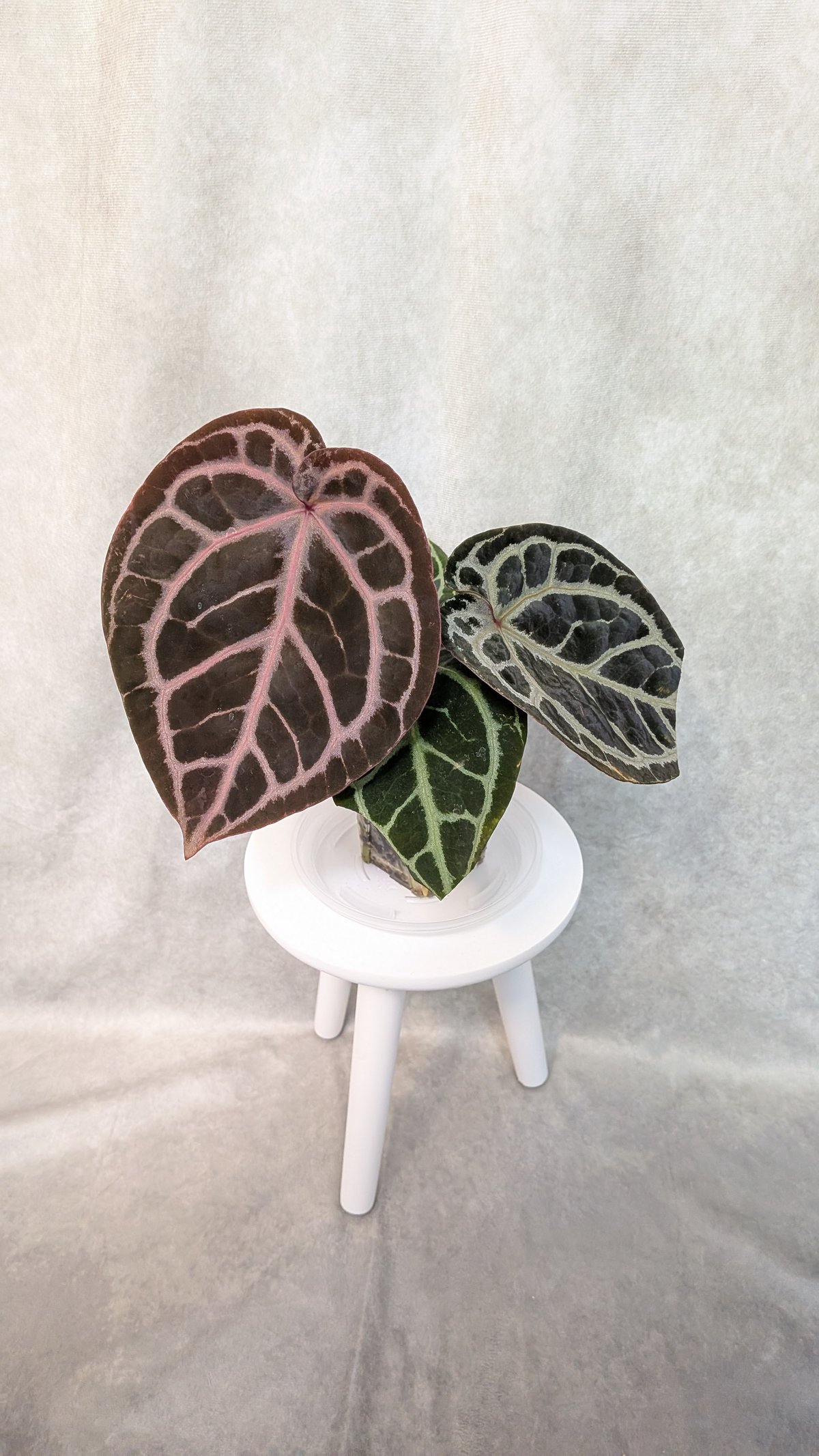 02 King of Spades x Red Crystalinum(KOS x RC)(H