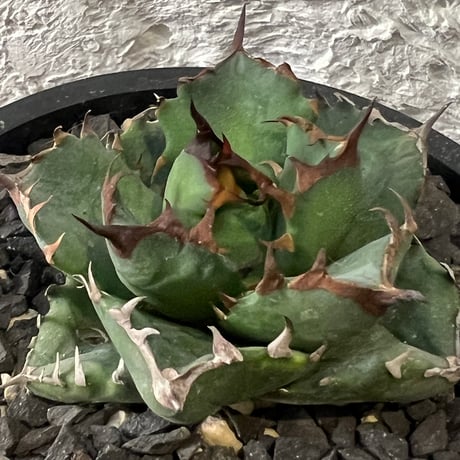 アガベキングアーサー | STORES