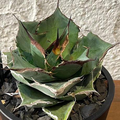 アガベ黒豹 | STORES