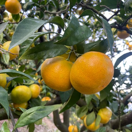 中島みかんのまこ農園