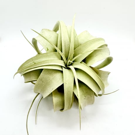 ひ*の様 7/28までの出品　キセログラフィカ 斑入り ひ*の様 7/28までの出品 キセログラフィカ 斑入り ひ*の様 7/28までの