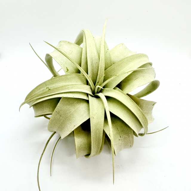 キセログラフィカ No.7 | Platinum Leaf