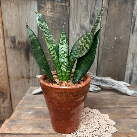 サンスベリア | STORES