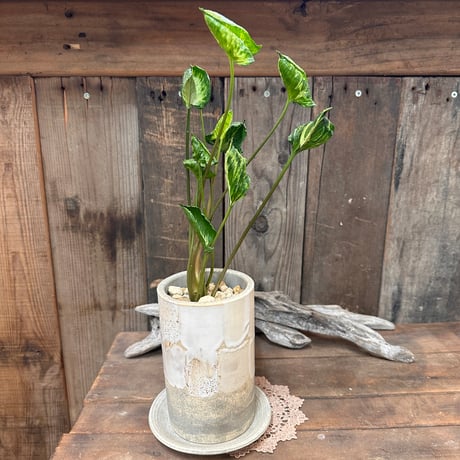 シンゴニウム | STORES