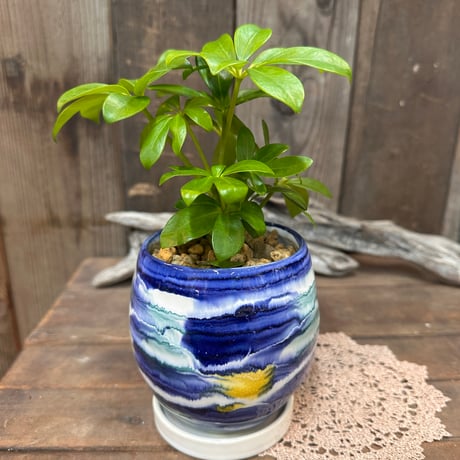 シェフレラ | STORES