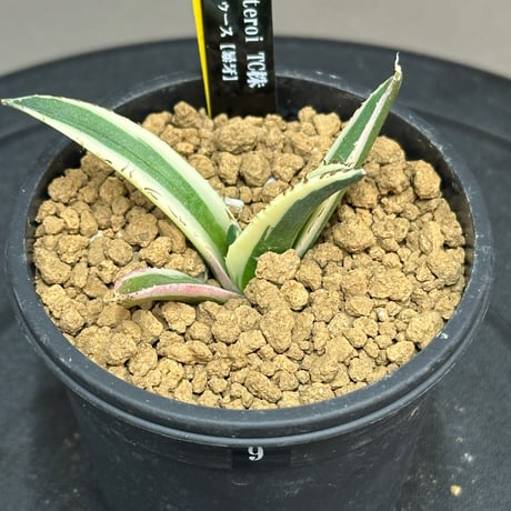 アガベスナグルトゥース | STORES