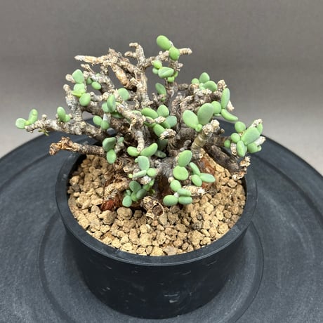 ケラリアピグマエア ケラリアピグマエア | STORES