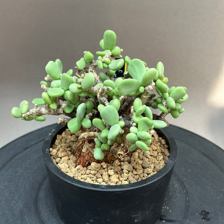 最新入荷グラキリス現地球2個セット 2026年最新】グラキリス 2頭の人気アイテム - メルカリ