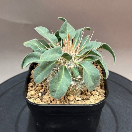 パキポディウムナマクアナム | STORES