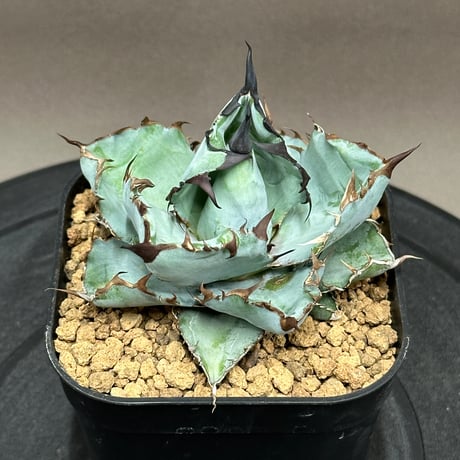 親株　アガベBB アガベ BB ブラック&ブルー 親株 - メルカリ