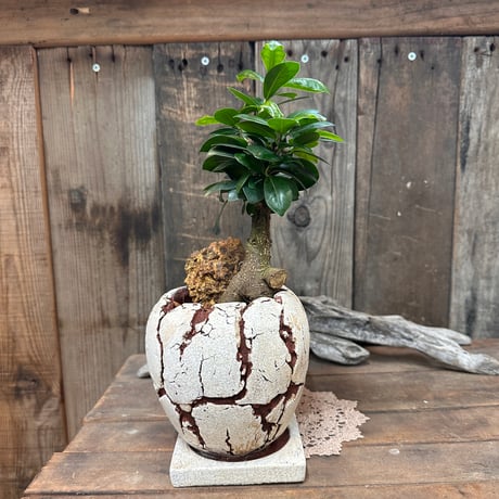 フィカス | STORES