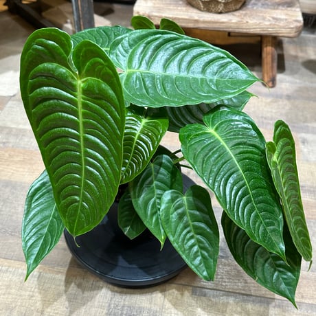 アンスリウム | STORES