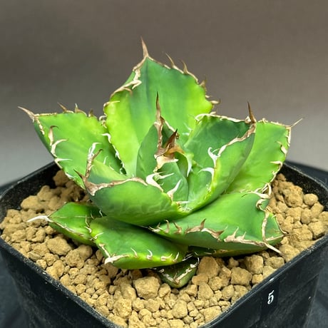 アガベチタノタ錦 | STORES