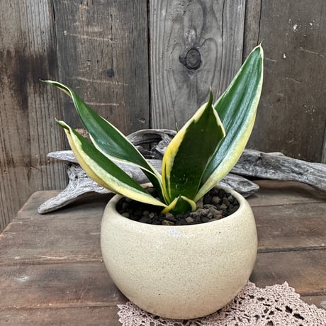 サンスベリア | STORES