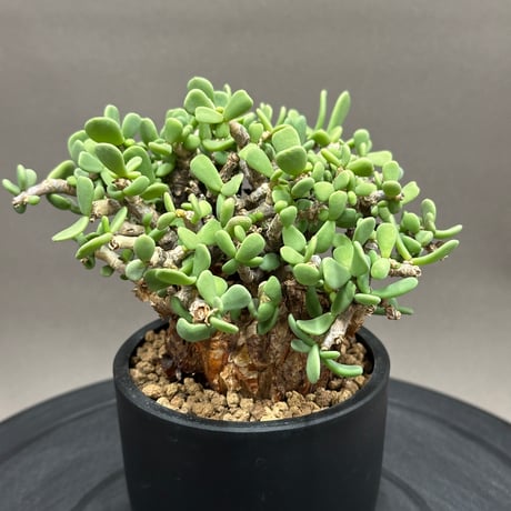 特大　ケラリアピグマエア　現地株 ケラリアピグマエア | STORES