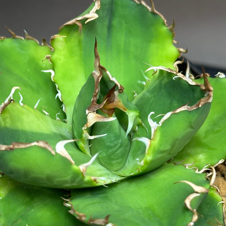 Colección De Cactus Agave Titanota 'Red Catweazle' – Exótica Y