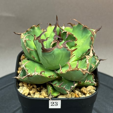 オテロイ | STORES