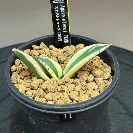 スナグルトゥース | STORES