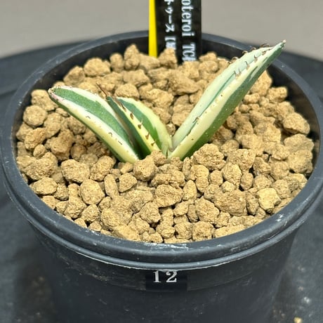 アガベスナグルトゥース | STORES