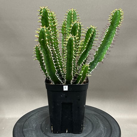 ユーフォルビアムランジーナ | STORES