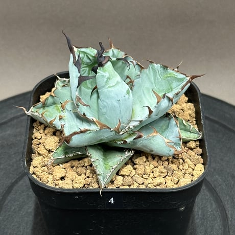 アガベbb | STORES