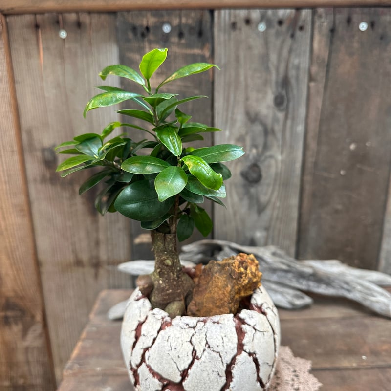 ガジュマル フィカス インテリアグリーン 観葉植物 陶器 植え替え済 no