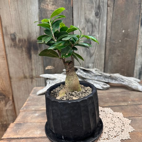 フィカス | STORES