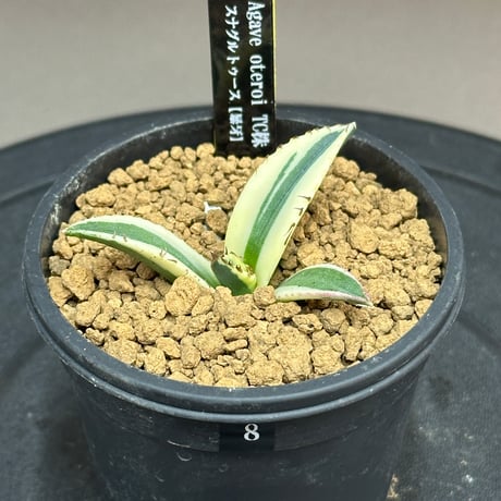 アガベスナグルトゥース | STORES