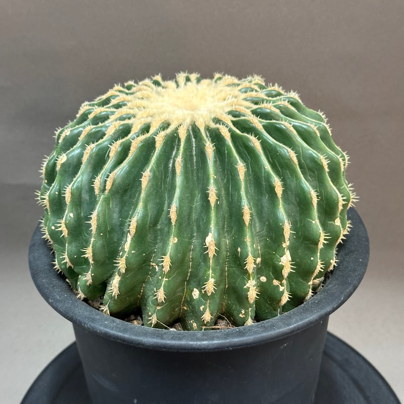 Echinocactus grusonii エキノカクタス グルソニー 金鯱 棘無金鯱