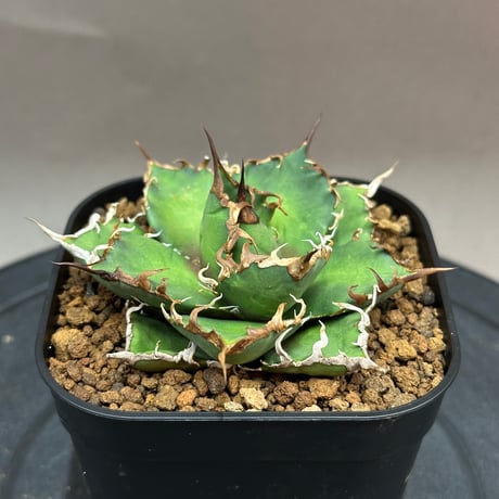 シーザー | STORES